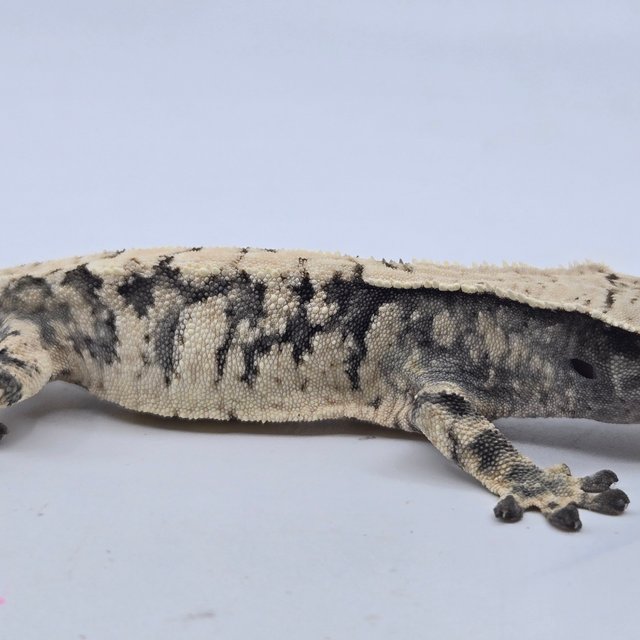 익스트림할리퀸 블랙 화이트