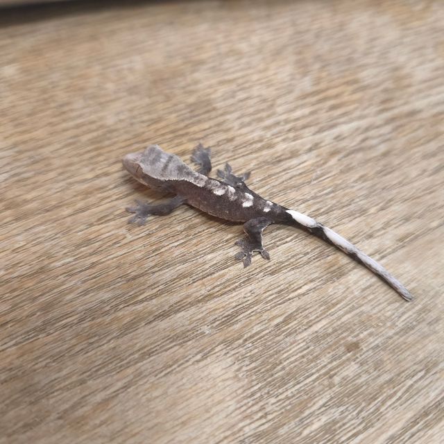아잔틱