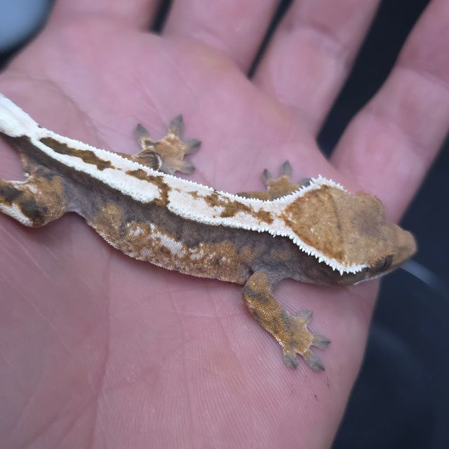 세이블