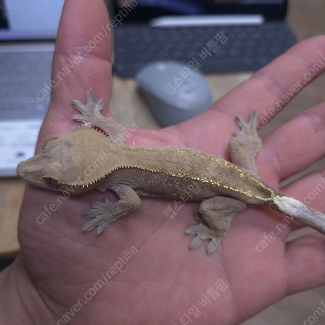세이블