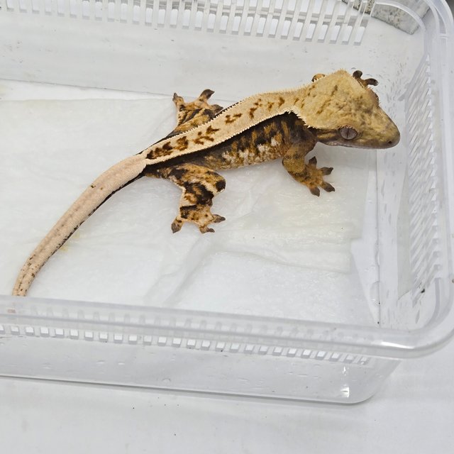 핀스트라이프 풀핀 트라이 쿼드 화이트스팟