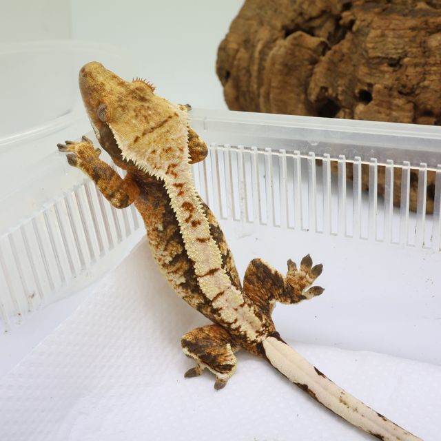 트라이 화이트스팟 화이트핀