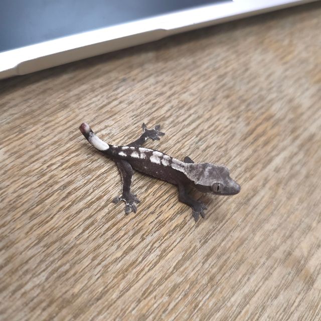 아잔틱