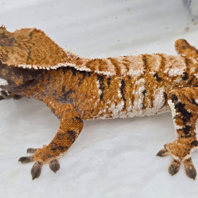 화이트스팟 타이거 화이트핀