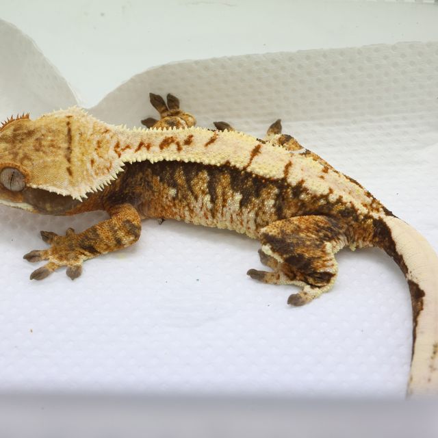 트라이 화이트스팟 화이트핀