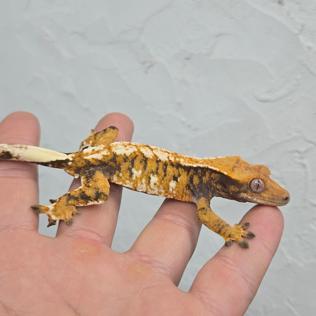 텐저린 타이거 화이트