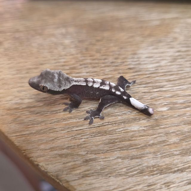아잔틱