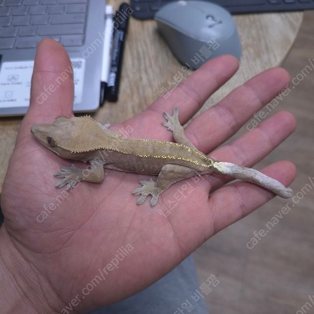 세이블