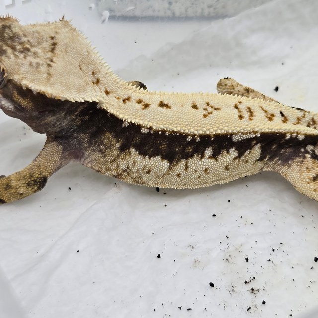 드리피 화이트 쿼드 화이트핀