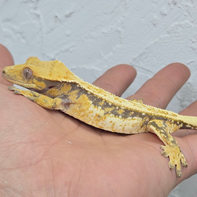 쿼드 풀핀 드리피