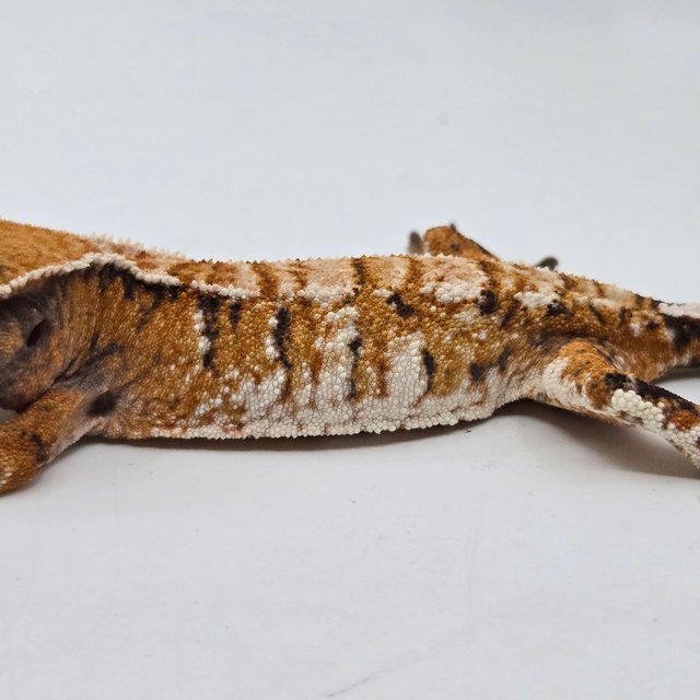 화이트스팟 타이거 화이트핀