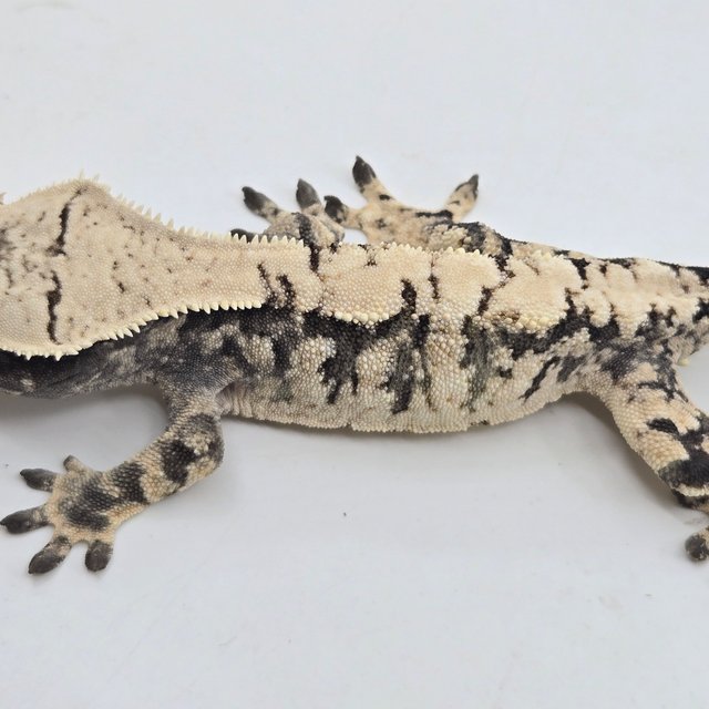 익스트림할리퀸 블랙 화이트