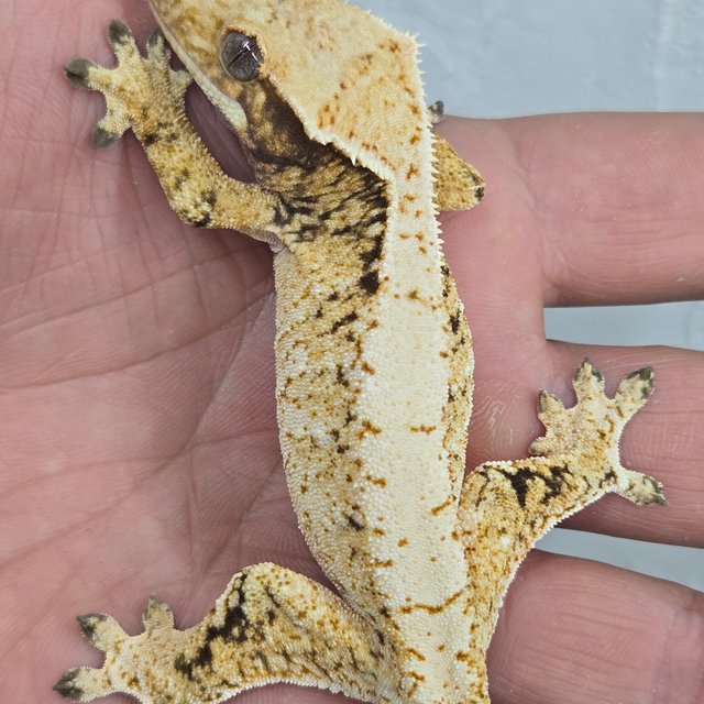 드리피 화이트스팟