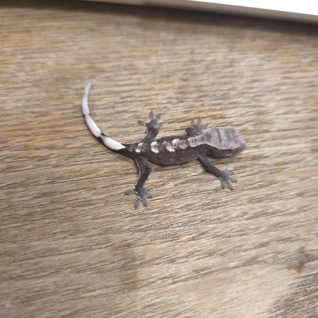 아잔틱