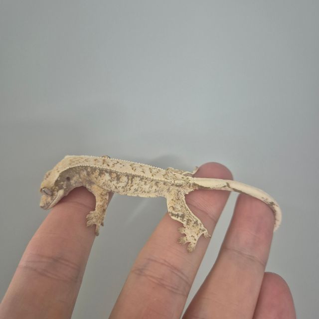 노멀 드리피 화이트스팟