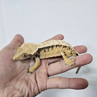 노멀 익스트림할리퀸 트라이