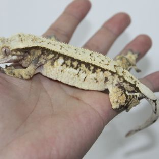 보노