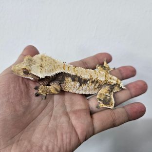 바브x노던 암컷