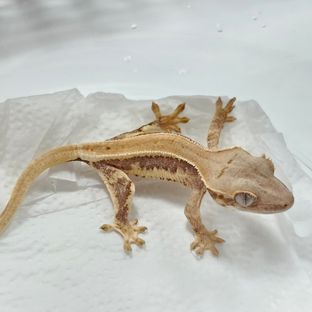 poss레드 릴리화이트
