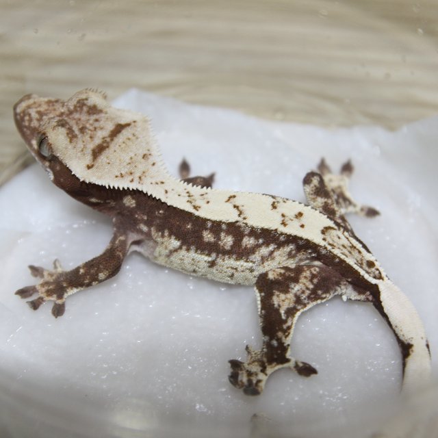 노멀 쿼드 익스트림할리퀸 드리피 화이트스팟 레드