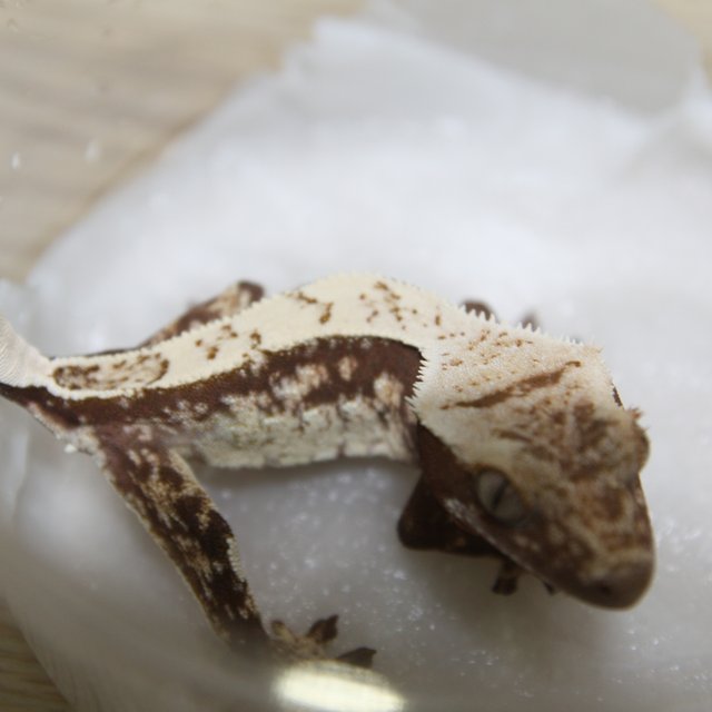 노멀 쿼드 익스트림할리퀸 드리피 화이트스팟 레드