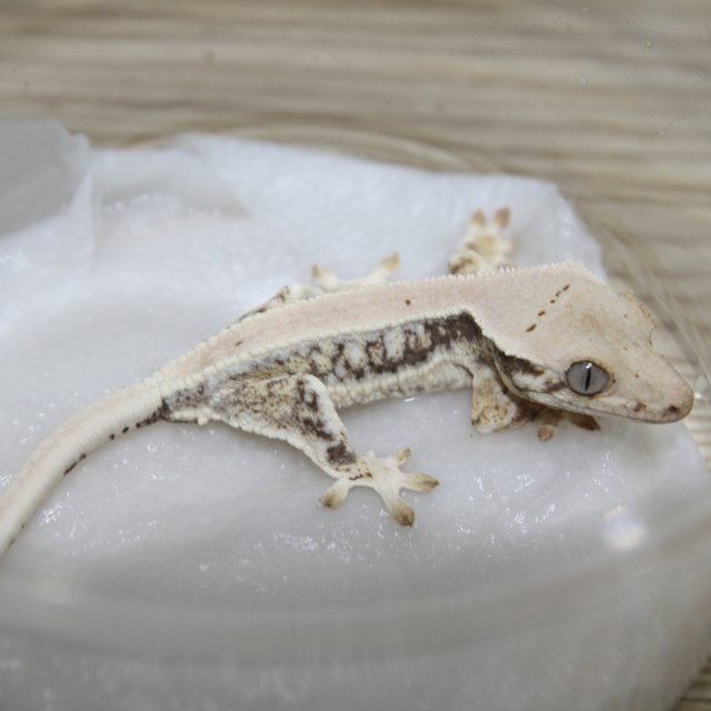 릴리화이트 익스트림할리퀸 트라이