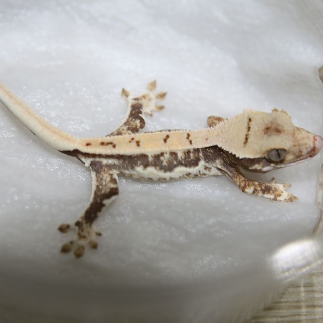 릴리 세이블