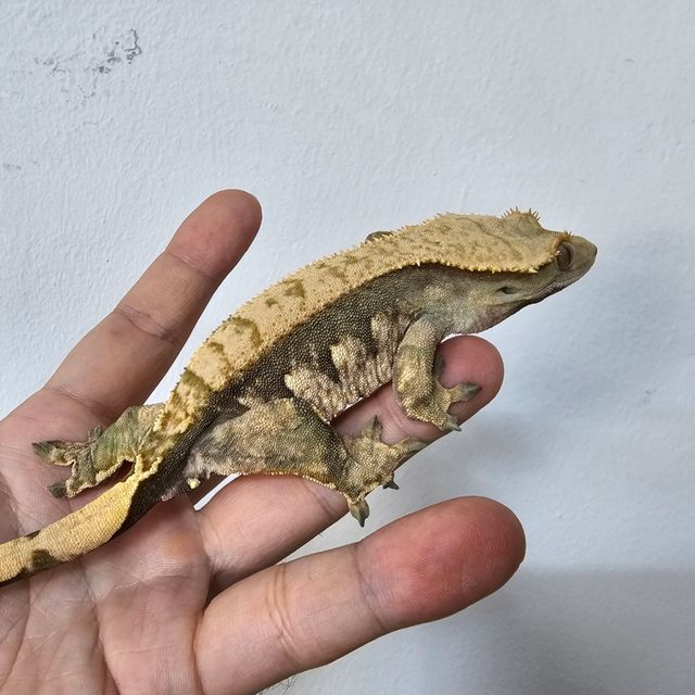 노멀
