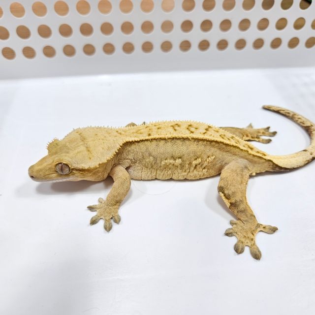 노멀 옐로우 크림시클