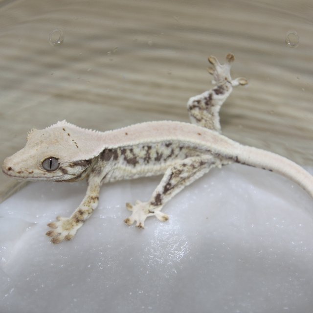 릴리화이트 익스트림할리퀸 트라이