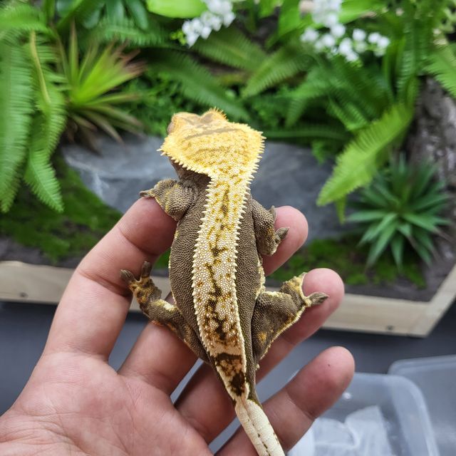 다크