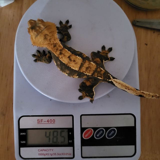 트라이 익스트림할리퀸