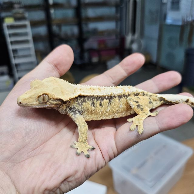 노멀 익스트림할리퀸 트라이