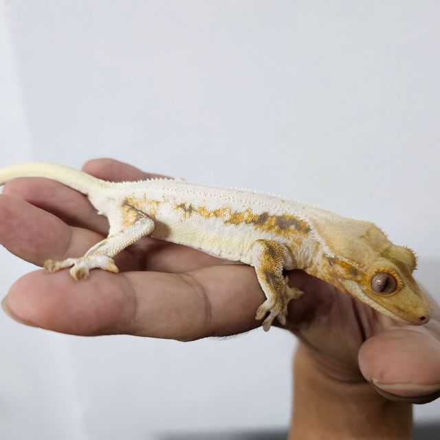 릴리화이트 트라이 익스트림할리퀸