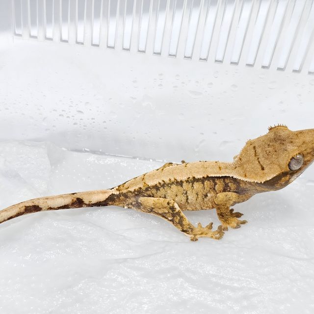 노멀 익스트림할리퀸 트라이