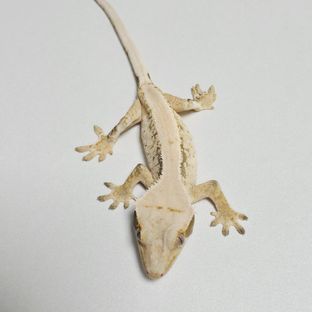 트라이