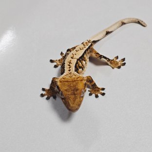 트라이 익스트림할리퀸