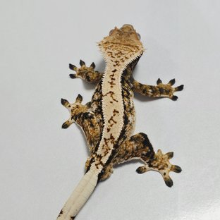 트라이 익스트림할리퀸