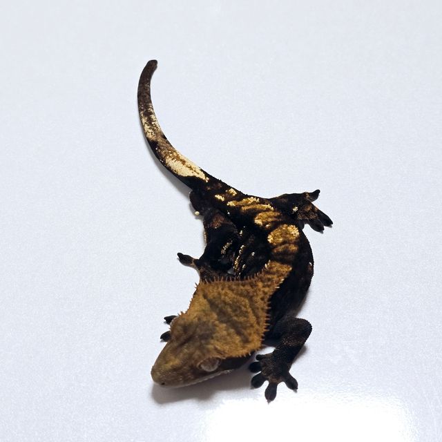 트라이
