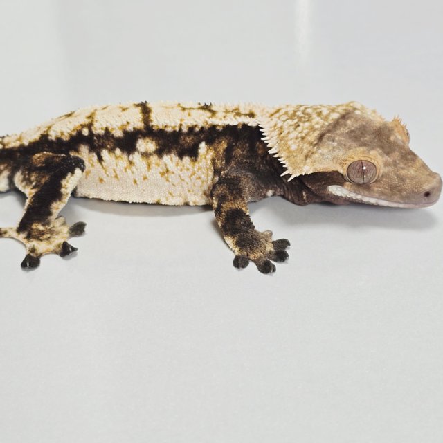 텐저린 트라이 익스트림할리퀸