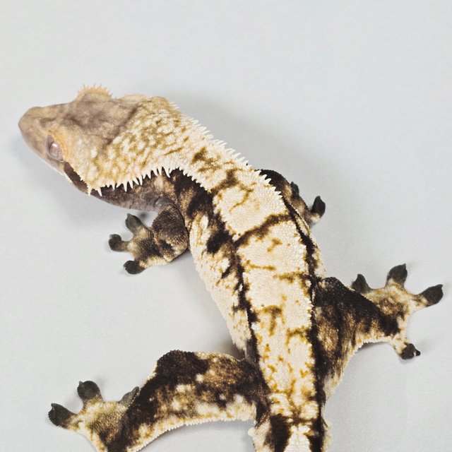 텐저린 트라이 익스트림할리퀸