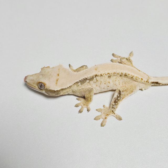 트라이