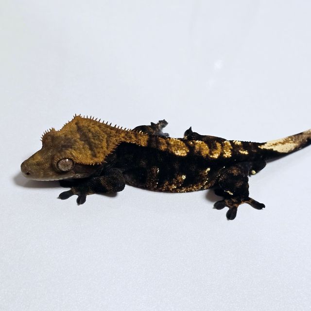 트라이