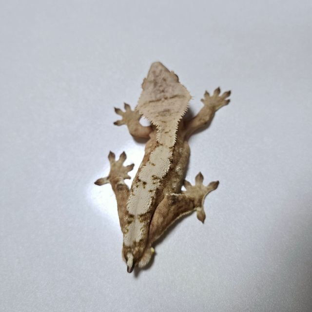 크림시클