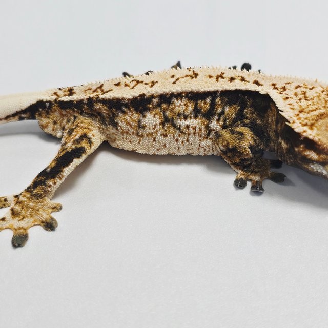 트라이 익스트림할리퀸