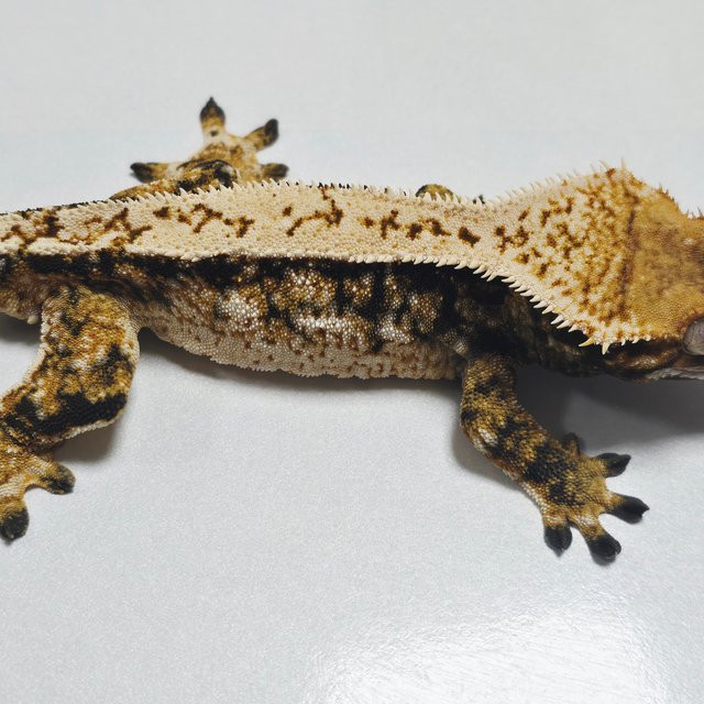 트라이 익스트림할리퀸