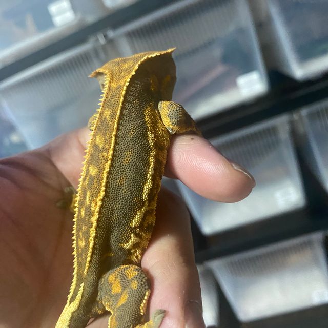 엠티백