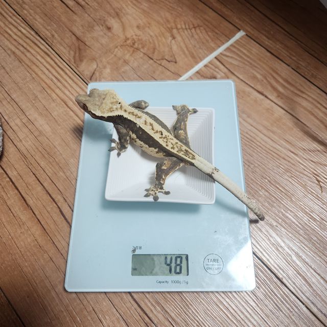 노멀