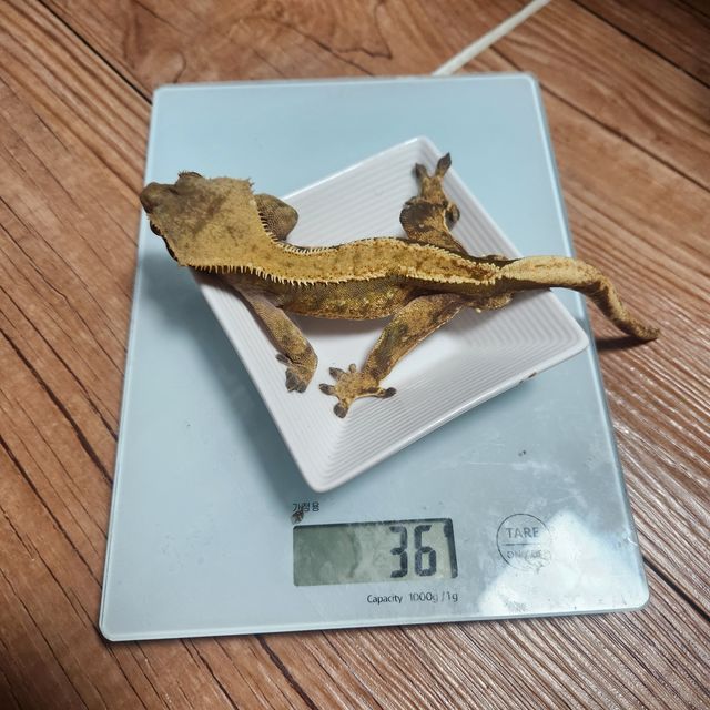 노멀