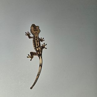 다크 블랙
